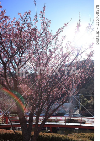 春の訪れを告げる土肥桜 135768578