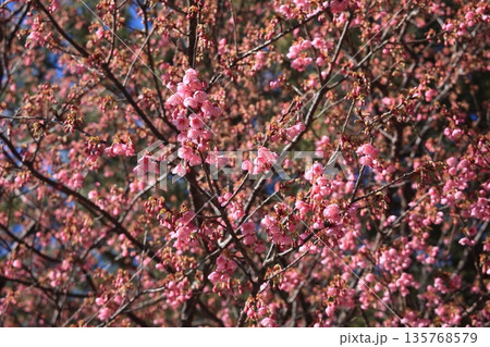 春の訪れを告げる土肥桜 春の訪れを告げる土肥桜 135768579