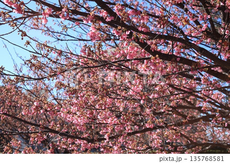 春の訪れを告げる土肥桜 135768581
