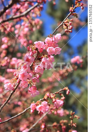 春の訪れを告げる土肥桜 135768582