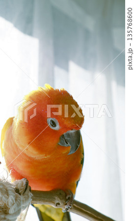 コガネメキシコインコが遊んでいる 135768600