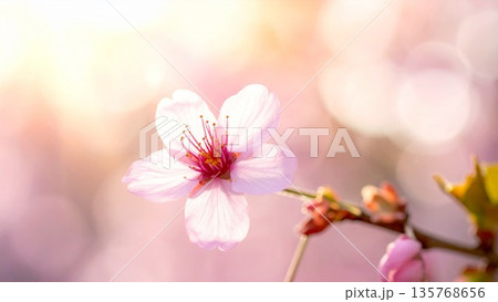 花開く桜のイメージ素材 135768656