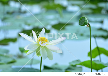 田園でみたハスの花 田園でみたハスの花 135768737