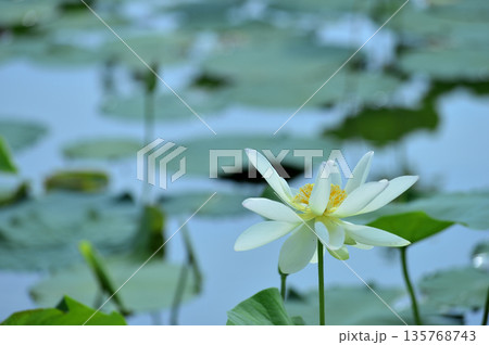 田園でみたハスの花 135768743