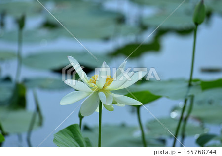 田園でみたハスの花 135768744