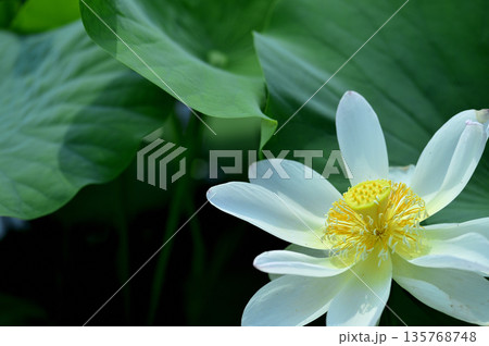 田園でみたハスの花 田園でみたハスの花 135768748