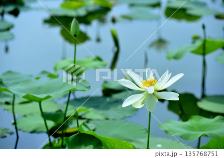 田園でみたハスの花 135768751