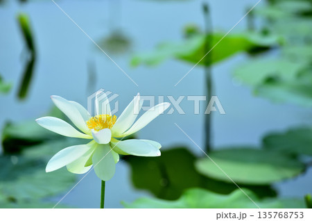 田園でみたハスの花 田園でみたハスの花 135768753
