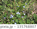 雑草に混在しているオオイヌノフグリ 雑草に混在しているオオイヌノフグリ 135768807
