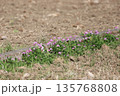 田んぼに生えているレンゲの花 田んぼに生えているレンゲの花 135768808