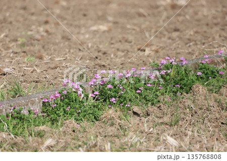 田んぼに生えているレンゲの花 135768808
