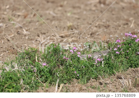 田んぼに生えているレンゲの花 135768809