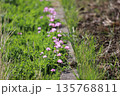 田んぼに生えているレンゲの花 田んぼに生えているレンゲの花 135768811