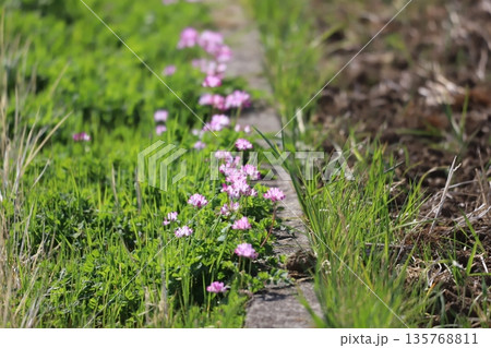 田んぼに生えているレンゲの花 135768811