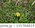 土手に咲いているタンポポ 土手に咲いているタンポポ 135768814