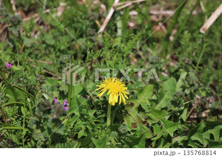 土手に咲いているタンポポ 135768814