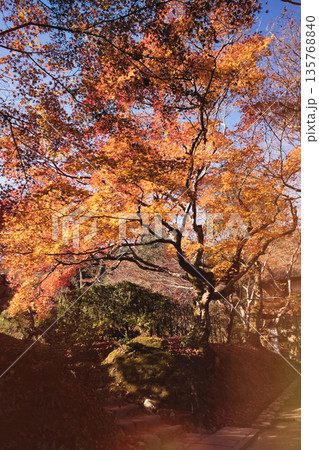 常寂光寺の境内に鮮やかに広がる紅葉の巨木と秋の青空 135768840