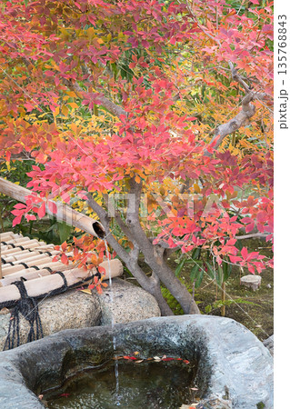 和の情緒漂う竹の筧と石造りの手水鉢、色鮮やかに色付いた紅葉 135768843