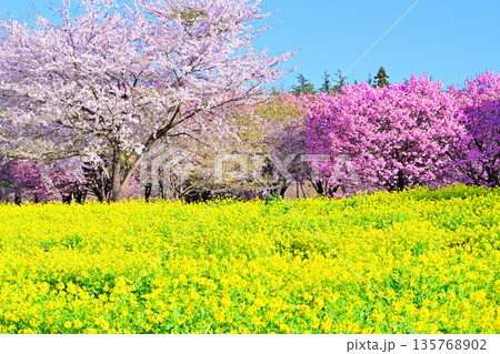 赤城南面千本桜 桜と菜の花の彩 赤城南面千本桜 桜と菜の花の彩 135768902