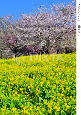 赤城南面千本桜　桜と菜の花の彩　　　 135768905