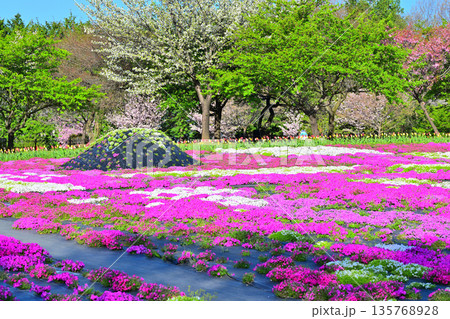 赤城南面千本桜　芝桜の彩　イベント広場会場からの眺め　　 135768928
