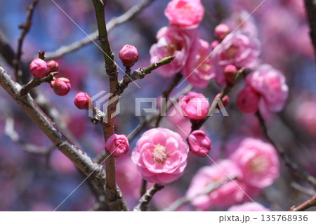 梅の花 梅の花 135768936