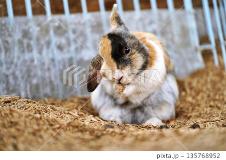 うさぎ 135768952