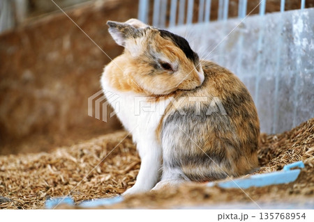 うさぎ うさぎ 135768954