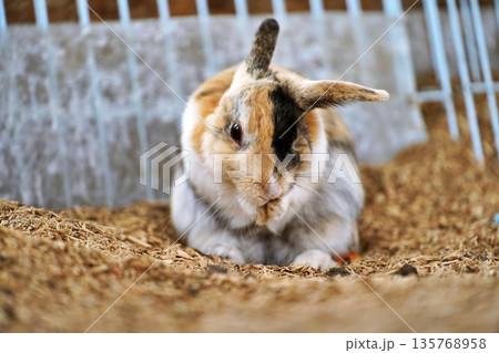 うさぎ うさぎ 135768958