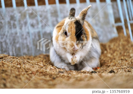 うさぎ うさぎ 135768959