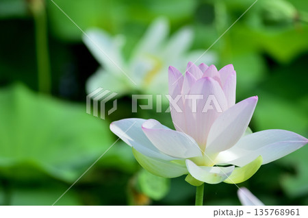 田園でみたハスの花 田園でみたハスの花 135768961
