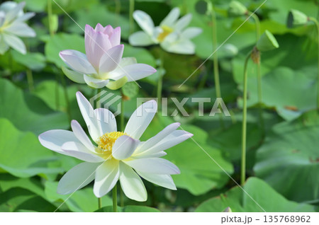 田園でみたハスの花 135768962