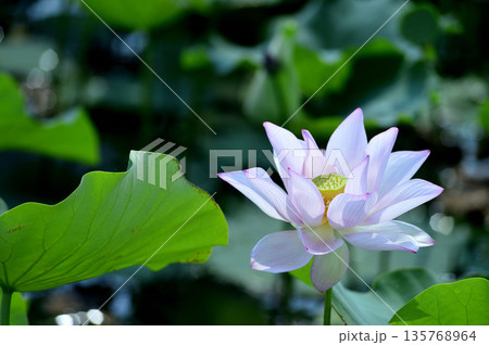 田園でみたハスの花 田園でみたハスの花 135768964