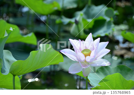 田園でみたハスの花 135768965