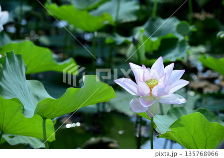 田園でみたハスの花 田園でみたハスの花 135768966