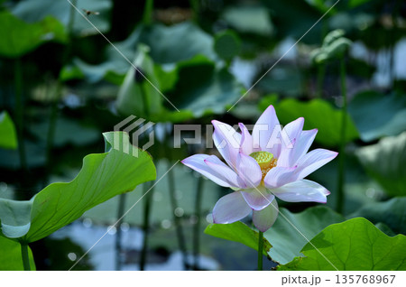 田園でみたハスの花 田園でみたハスの花 135768967