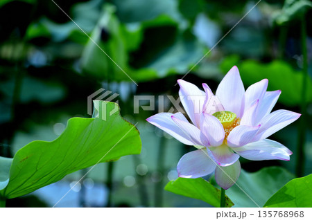 田園でみたハスの花 135768968