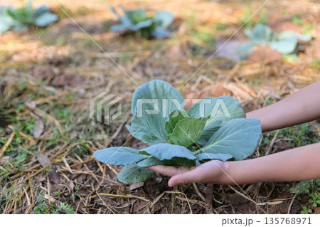 hand checking green cabbage  in organic farm 135768971