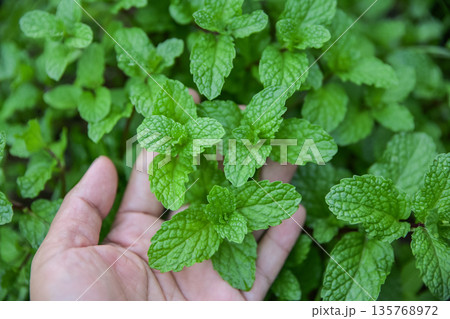 hand picking spearmint in herbal garden for use as a healthy eating food hand picking spearmint in herbal garden for use as a healthy eating food 135768972