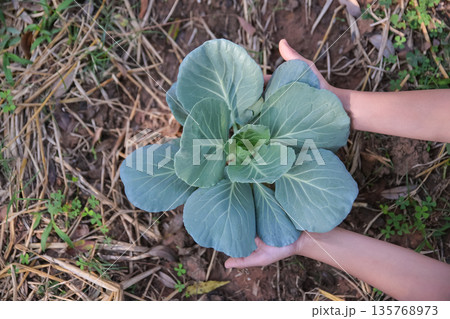 hand checking green cabbage  in organic farm 135768973