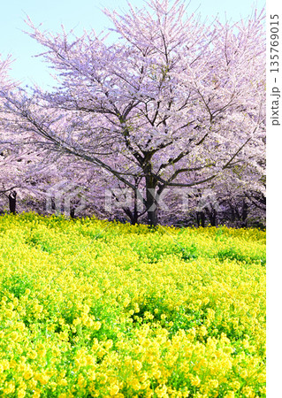 赤城南面千本桜　桜と菜の花の彩　　　 135769015