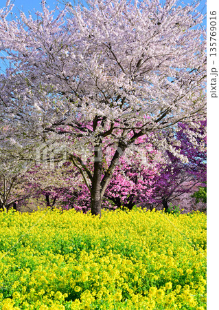 赤城南面千本桜　桜と菜の花の彩　　　 135769016