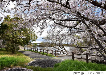 滋賀県高島市　乙女ヶ池散策路（板橋）と満開桜 135769093