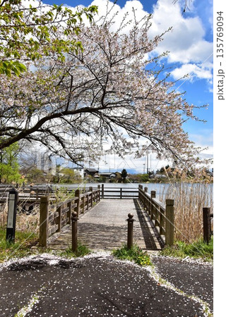 滋賀県高島市　乙女ヶ池散策路（板橋）と満開桜 135769094