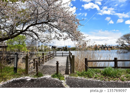 滋賀県高島市 乙女ヶ池散策路(板橋)と満開桜 滋賀県高島市 乙女ヶ池散策路(板橋)と満開桜 135769097