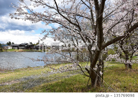 滋賀県高島市 乙女ヶ池散策路と満開桜 滋賀県高島市 乙女ヶ池散策路と満開桜 135769098