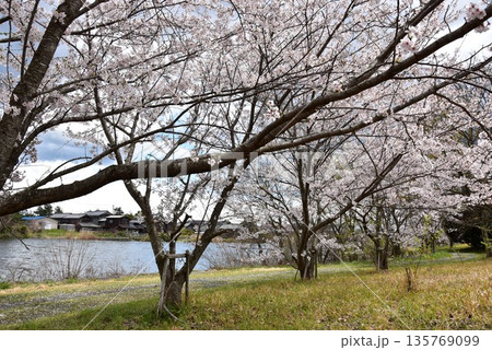 滋賀県高島市　乙女ヶ池散策路と満開桜 135769099