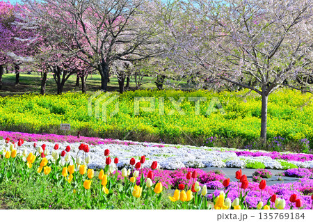 赤城南面千本桜　菜の花畑　芝桜とチューリップ　　　 135769184