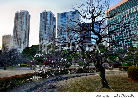 春  白梅の花咲く浜離宮恩賜庭園　花木園休憩所 135769236