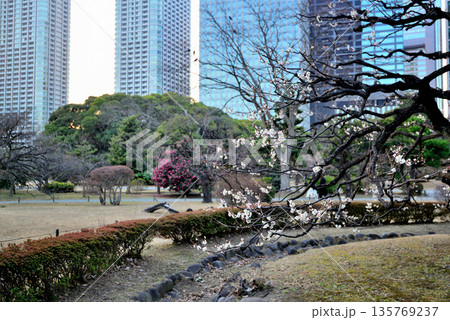 春  白梅の花咲く浜離宮恩賜庭園　花木園休憩所 135769237